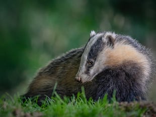 Talgarreg man admits shooting badgers