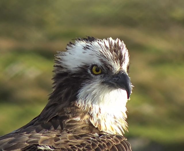 WATCH: Male osprey returns but female has disappeared...