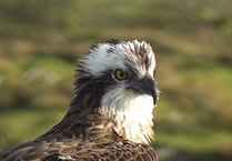 WATCH: Male osprey returns but female has disappeared...