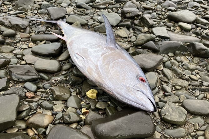 Wyre Davies' bluefin tuna found on Aberaeron beach on 2 April