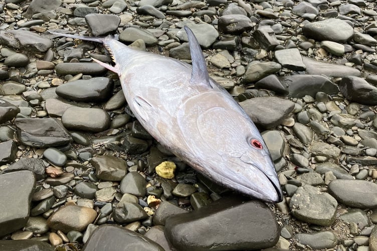 Wyre Davies' bluefin tuna found on Aberaeron beach on 2 April