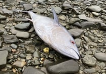 Massive one-metre tuna found on Aberaeron beach by BBC presenter