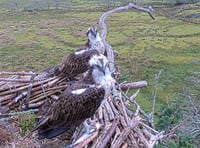 Ospreys reunite at Glaslyn