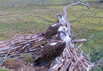 Ospreys reunite at Glaslyn