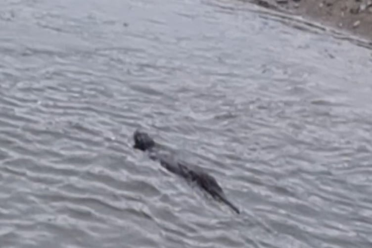 Otter