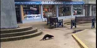 Otter spotted in Aberystwyth town centre