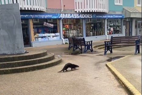 Otter