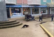 Otter spotted in Aberystwyth town centre