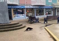 Otter spotted in Aberystwyth town centre