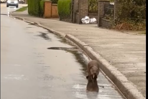 Otter Bow Street