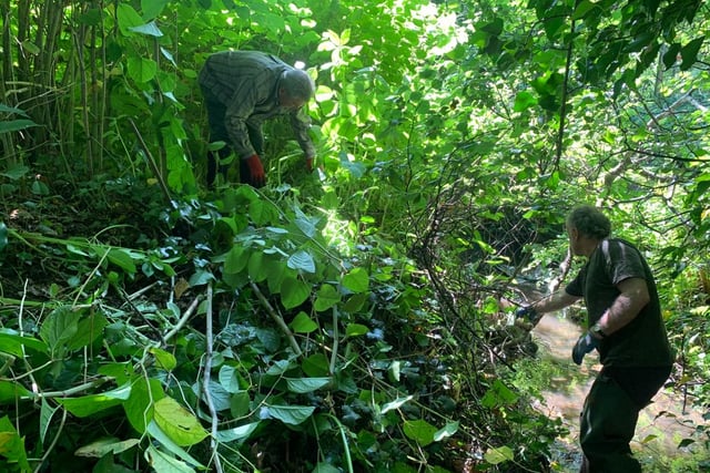 Volunteers needed to tackle non-native plants in west Wales