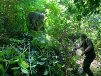 Volunteers needed to tackle non-native plants in west Wales