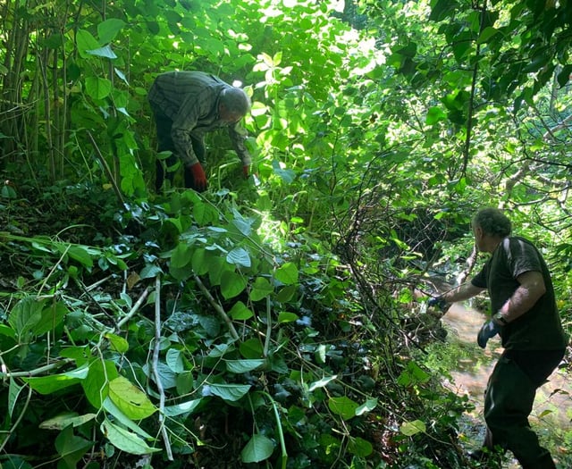 Volunteers needed to tackle non-native plants in west Wales