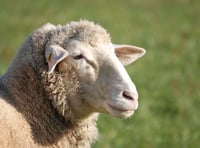 Farmers call for continued collaboration on SFS scheme