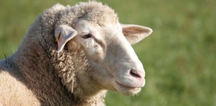 Farmers call for continued collaboration on SFS scheme