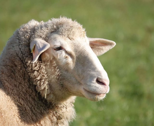 Farmers call for continued collaboration on SFS scheme