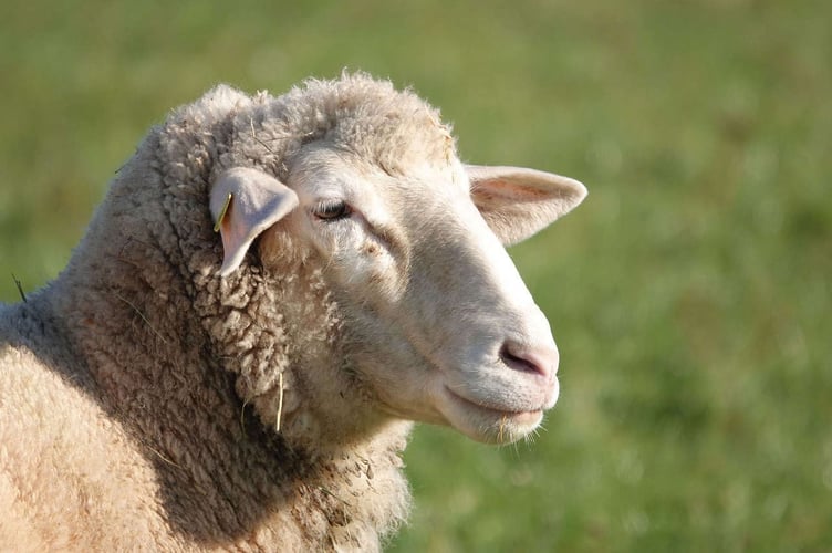 Sheep