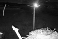 UFOs spotted over Dyfi Osprey nest