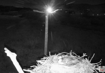 UFOs spotted over Dyfi Osprey nest