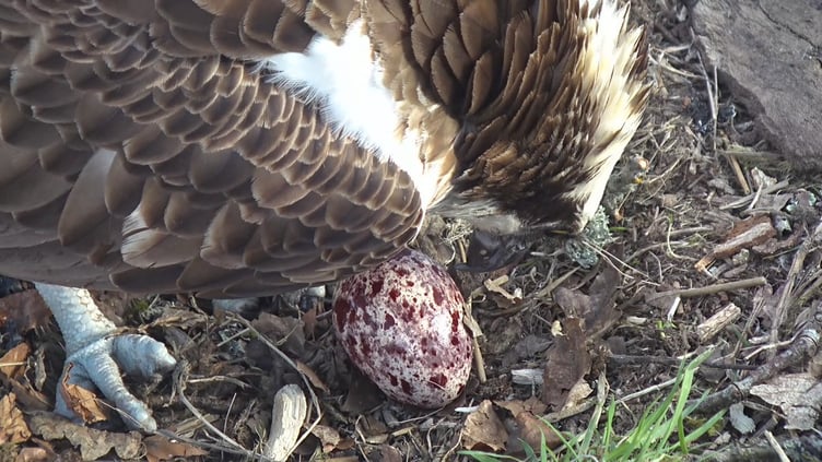 Elen andAran are looking after the egg
