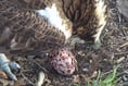 Delight as osprey lays egg