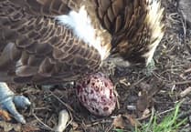 Delight as Glaslyn osprey lays egg
