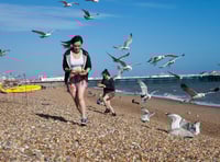 Beachgoers warned to be on guard for gull attacks