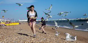 Beachgoers warned to be on guard for gull attacks