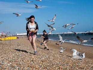 Beachgoers warned to be on guard for gull attacks