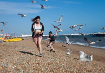 Beachgoers warned to be on guard for gull attacks