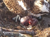 Glaslyn osprey lays third egg