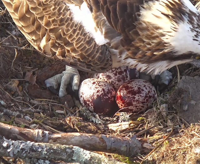 Glaslyn osprey lays third egg