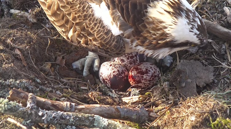 The Glaslyn ospreys have three eggs