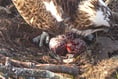 Glaslyn osprey lays third egg