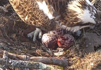 Glaslyn osprey lays third egg