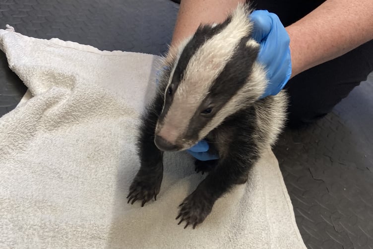 Badger