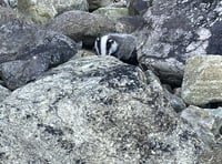 Badger cub rescued and released after cliff fall 