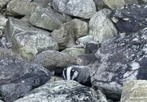 Badger cub rescued and released after cliff fall 