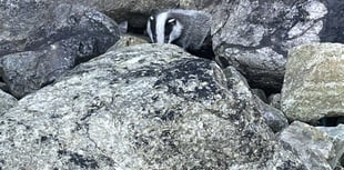 Badger cub rescued and released after cliff fall 