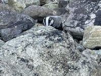 Badger cub rescued and released after cliff fall 