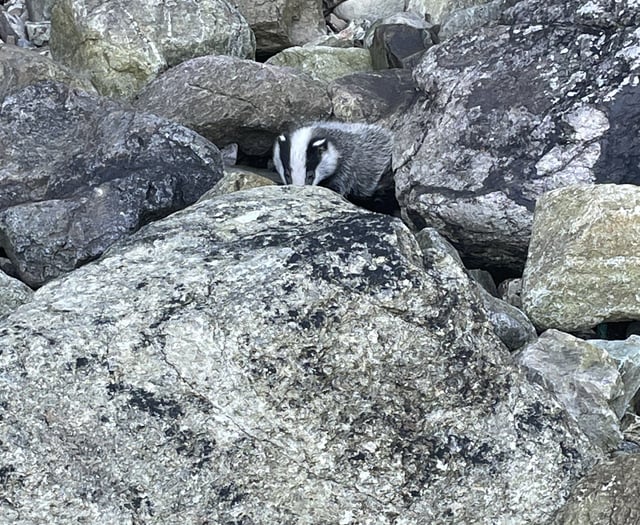 Badger cub rescued and released after cliff fall 