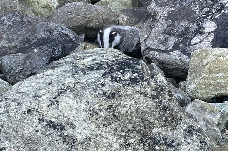 Badger