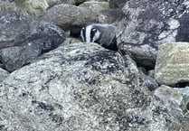 Badger cub rescued and released after cliff fall 