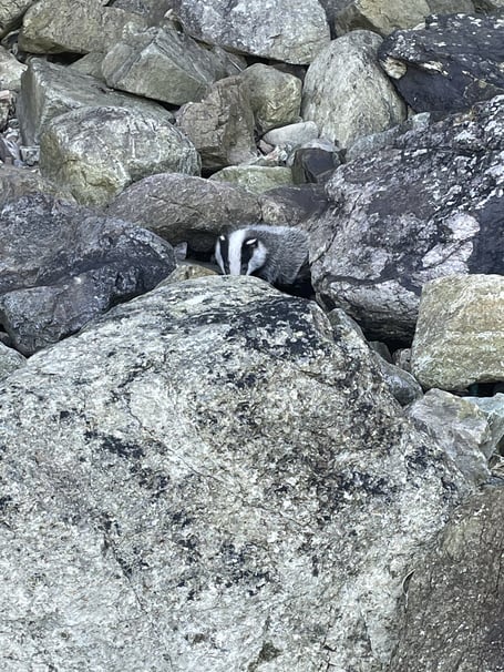 Badger