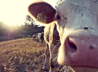 Bringing farmyard to the classroom