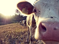Bringing farmyard to the classroom