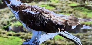 Llanfair Art Group visits Glaslyn Osprey Centre