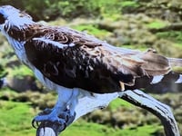 Llanfair Art Group visits Glaslyn Osprey Centre