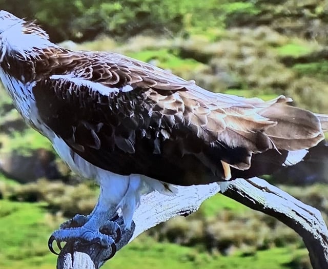 Llanfair Art Group visits Glaslyn Osprey Centre