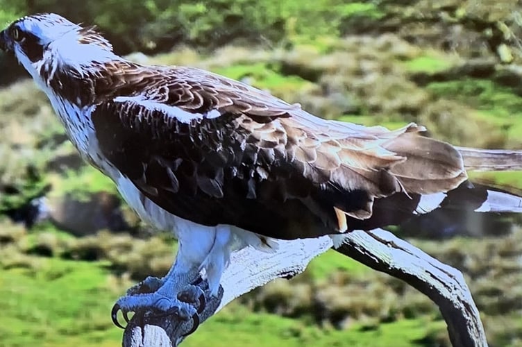 Llanfair art group trip to the Glaslyn Osprey Centre was enjoyed by all